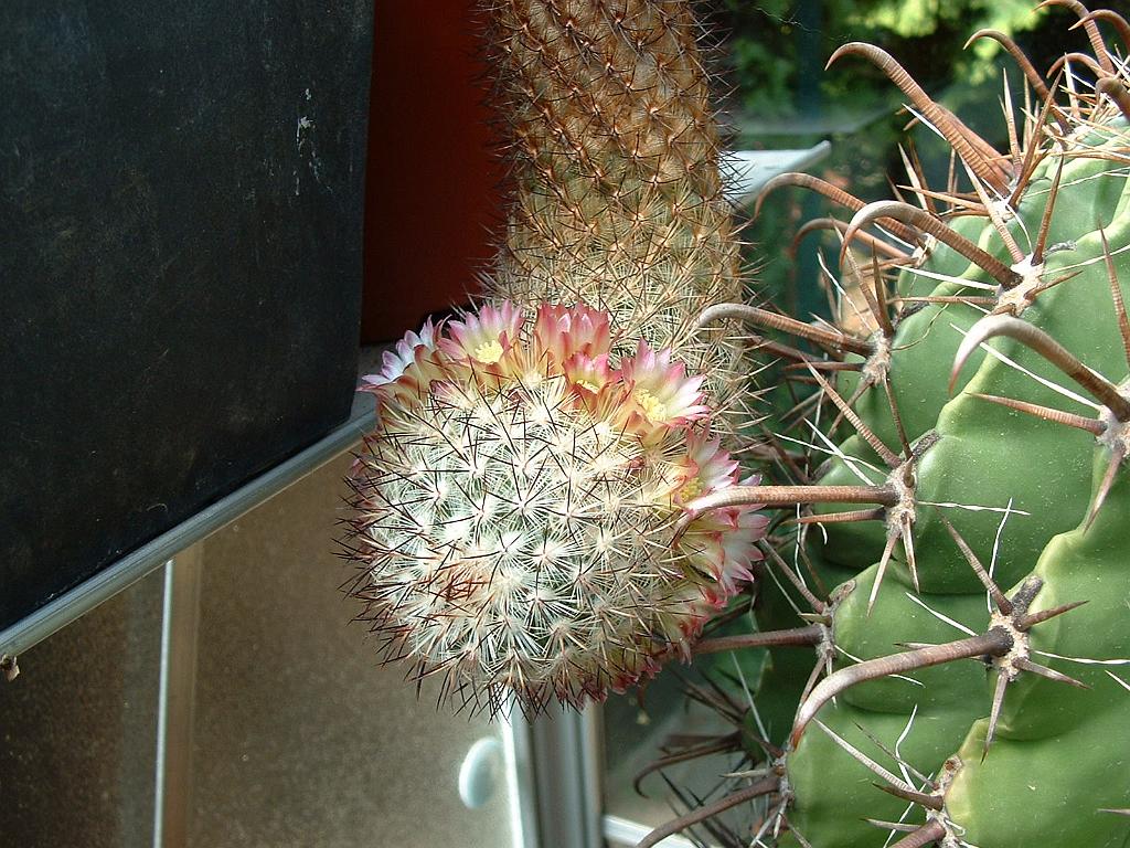 Mammillaria microhelia var.droegeana.JPG